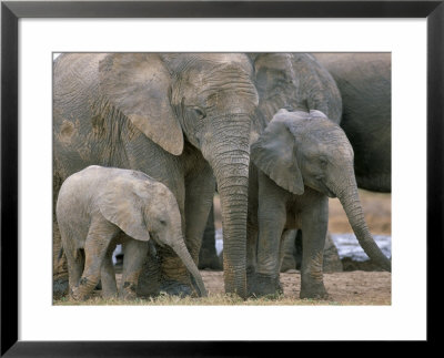 African Elephant (Loxodonta Africana), Greater Addo National Park, South Africa, Africa by Steve & Ann Toon Pricing Limited Edition Print image