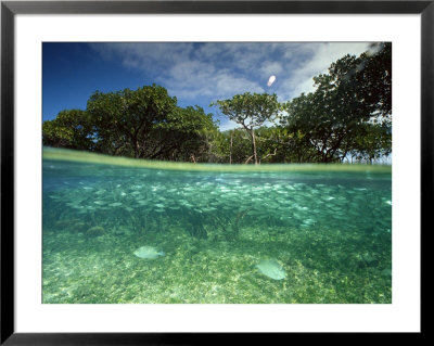 Aquatic Split-Level View With Fish And Mangroves, Australia by Joe Stancampiano Pricing Limited Edition Print image