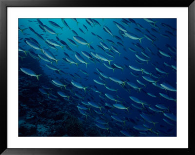 School Of What Appear To Be Jacks Or Trevallies by Bill Curtsinger Pricing Limited Edition Print image