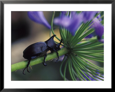 Rhinoceros Beetle, Papua New Guinea by Michele Westmorland Pricing Limited Edition Print image