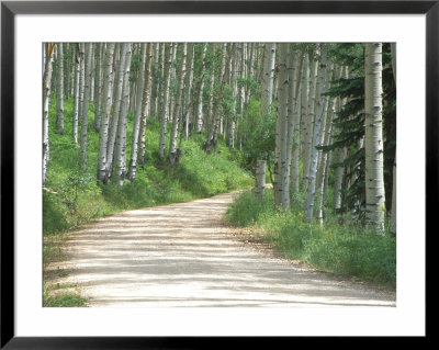 Aspen Grove Along Ohio Pass, Colorado, Usa by Julie Eggers Pricing Limited Edition Print image