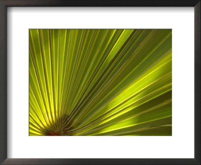 Traveler's Palm Leaf Detail, Edgewater, Florida by Lisa S. Engelbrecht Pricing Limited Edition Print image