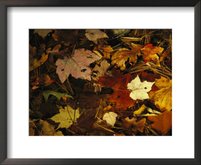 Array Of Autumn Maple Leaves And Pine Needles Float In A Creek by Raymond Gehman Pricing Limited Edition Print image