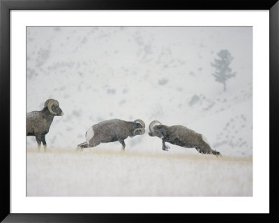 American Bighorn Rams Square Off In A Duel by Michael S. Quinton Pricing Limited Edition Print image