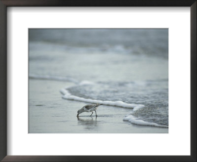 Sandpiper Foraging In The Surf by Joel Sartore Pricing Limited Edition Print image