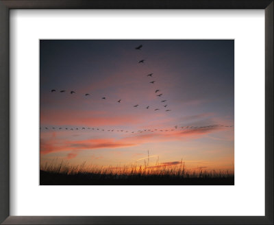Flock Of Common Cranes Flying At Sunset by Klaus Nigge Pricing Limited Edition Print image