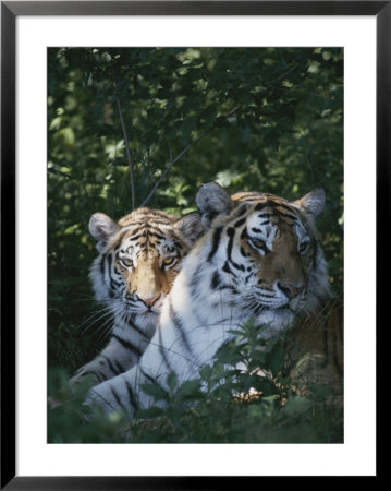 Two Tigers Lie Next To Each Other by Dr. Maurice G. Hornocker Pricing Limited Edition Print image
