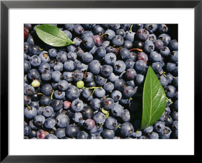 A Pile Of Ripe Blueberries With A Few Scattered Leaves by Bill Curtsinger Pricing Limited Edition Print image
