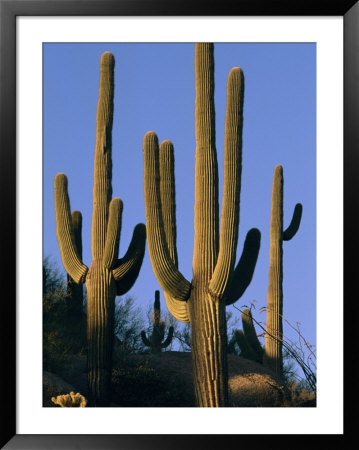 Saguaro Cacti In Desert Landscape With Vivid Blue Sky by Richard Nowitz Pricing Limited Edition Print image