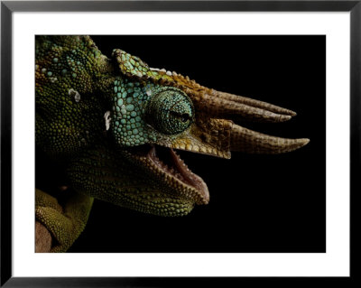 Three-Horned Chameleon by Michael Nichols Pricing Limited Edition Print image