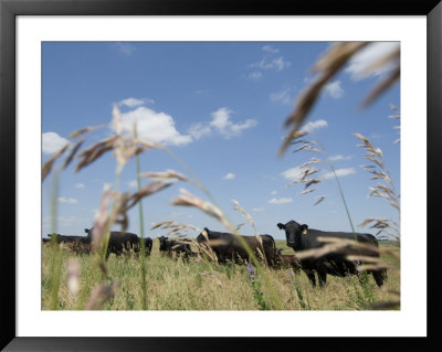 Angus Cattle On A Pasture In Valparaiso, Nebraska by Joel Sartore Pricing Limited Edition Print image