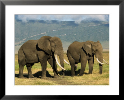 African Elephant, Ngorongoro Crater, Arusha, Tanzania by Ariadne Van Zandbergen Pricing Limited Edition Print image