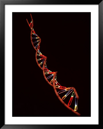 Representation Of Segment Of Dna Molecule Whose Order Spells Out Exact Set Of Genetic Instructions by Fritz Goro Pricing Limited Edition Print image