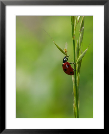 7-Spot Ladybird, Climbing Up Grass Stem, Rutland, Uk by Elliott Neep Pricing Limited Edition Print image