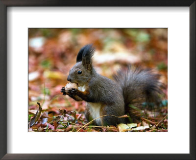 A Squirrel Handles A Nut Received From A Child In A Park In Bucharest, Romania November 6, 2006 by Vadim Ghirda Pricing Limited Edition Print image