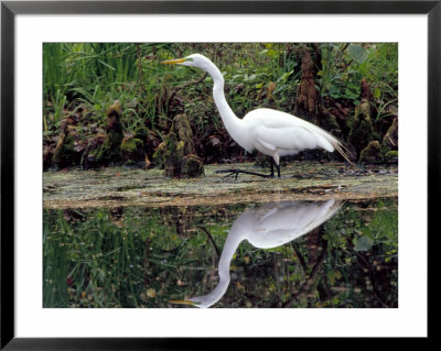 White Egret At Magnolia Plantation And Gardens, Charleston, South Carolina, Usa by Julie Eggers Pricing Limited Edition Print image