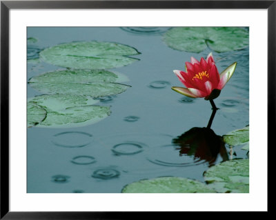 Raindrop Patterns Imitate Lily Pad On Laurel Lake, Near Bandon, Oregon, Usa by Tom Haseltine Pricing Limited Edition Print image