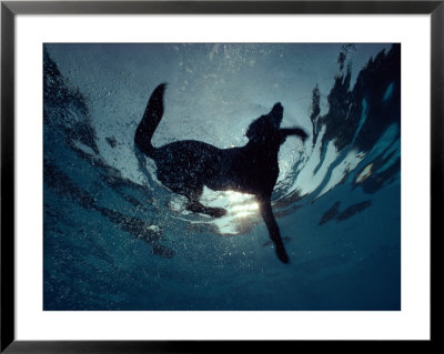 An Underwater View Of A Black Labrador Retriever Swimming by Bill Curtsinger Pricing Limited Edition Print image