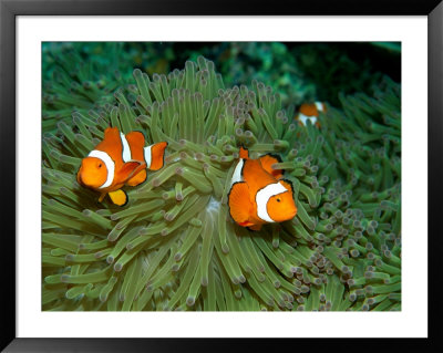 Western Clown Anemonefish Swim Among The Tentacles Of A Magnificent Sea Anemone by Wolcott Henry Pricing Limited Edition Print image