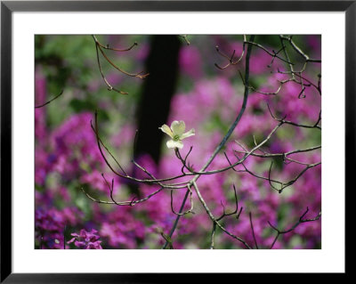 A Single Dogwood Blossom Is Seen Against A Colorful Background by Stephen St. John Pricing Limited Edition Print image