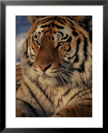 A Close View Of A Proud Siberian Tiger by Marc Moritsch Pricing Limited Edition Print image