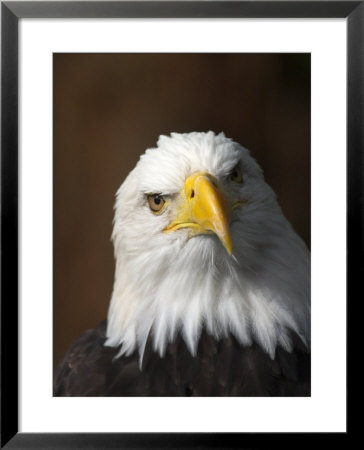 A Portrait Of A Northern American Bald Eagle by Ralph Lee Hopkins Pricing Limited Edition Print image