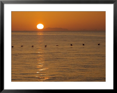 A Flock Of Brown Pelicans Flying Low Over The Water At Sunset by Ralph Lee Hopkins Pricing Limited Edition Print image