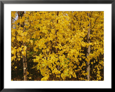 A Birch Tree Yellowed By The Autumn Season by Raymond Gehman Pricing Limited Edition Print image