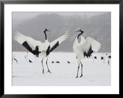 Pair Endangered Red-Crowned Cranes In Mating Dance (Grus Japonensis) by Roy Toft Pricing Limited Edition Print image
