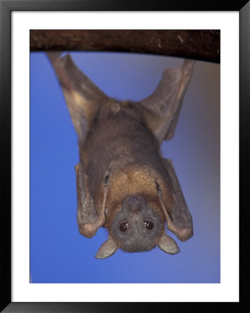 Little Red Flying Fox Hanging On A Tree, Northern Territory, Australia by Theo Allofs Pricing Limited Edition Print image