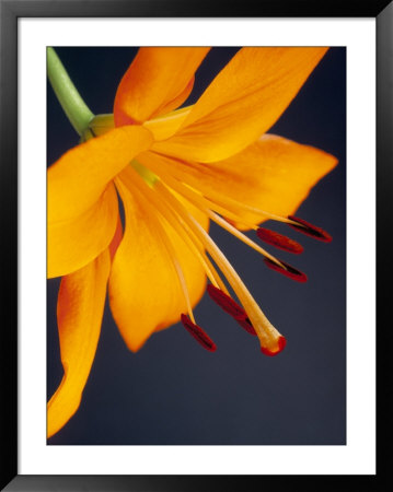 Close-Up Of Orange Lilium Brunello Flower, Against A Blue Background by Pearl Bucknall Pricing Limited Edition Print image