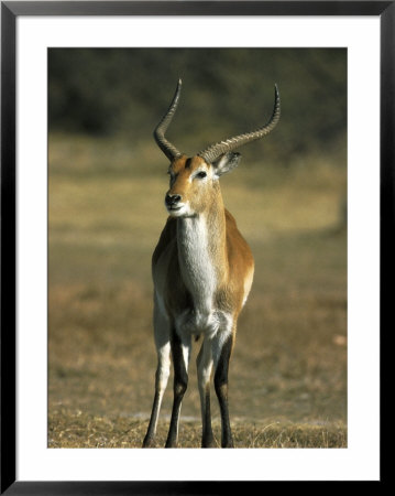 Red Lechwe, Kobus Leche Leche, Moremi Wildlife Preserve, Botswana, Africa by Thorsten Milse Pricing Limited Edition Print image