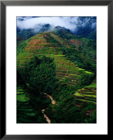 Rice Terraces Around Banaue, Banaue, Philippines by Richard I'anson Pricing Limited Edition Print image