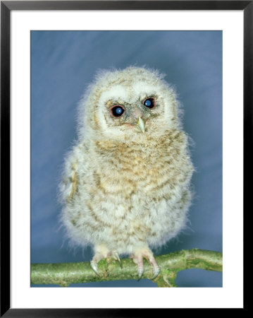 Tawny Owl, Young, Uk by Les Stocker Pricing Limited Edition Print image
