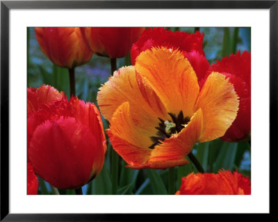 Flaming Parrot Tulips In Bloom by Charles Benes Pricing Limited Edition Print image