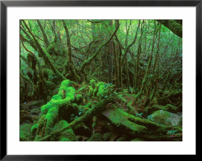 Yakushima Rainforest, Kagoshima, Japan by Rob Tilley Pricing Limited Edition Print image