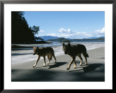 A Pair Of Wolves Walk Along The Beach by Joel Sartore Pricing Limited Edition Print image