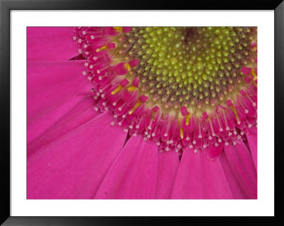 Gerbera, Shocking Pink, United Kingdom by Steve & Ann Toon Pricing Limited Edition Print image