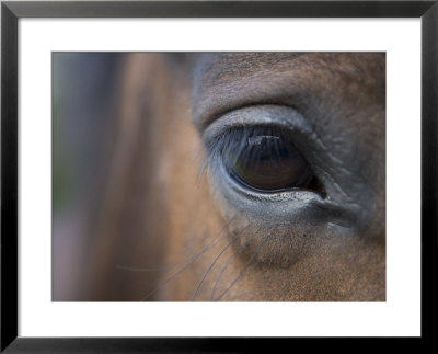 Detail Of Horses Face Near Lough Ennell, Ireland by Holger Leue Pricing Limited Edition Print image