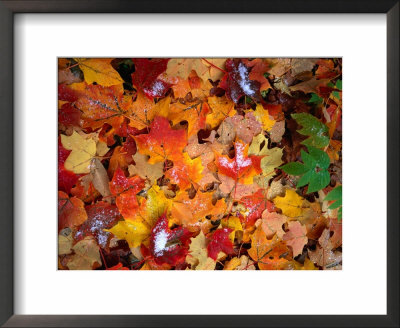 Snow On Autumn Leaves Near Heart Lake In The Adirondak Mountains In Upstate New York, Usa by Rob Blakers Pricing Limited Edition Print image