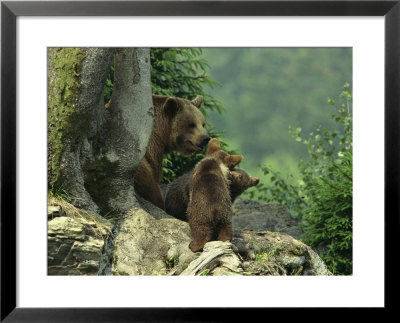 Brown Bear With Cubs, Bayerischer Wald National Park, Germany by Norbert Rosing Pricing Limited Edition Print image