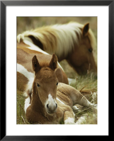 Wild Pony And Foal At Rest In A Grassy Plain by James L. Stanfield Pricing Limited Edition Print image