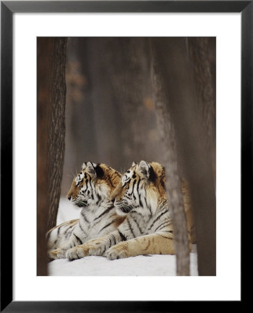 Two Siberian Tigers At Rest by Dr. Maurice G. Hornocker Pricing Limited Edition Print image