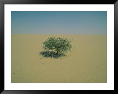 A Tree Growing In The Desert by James L. Stanfield Pricing Limited Edition Print image