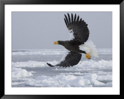 Stellers Sea Eagle In Flight Over Sea Ice (Haliaeetus Pelagicus) by Roy Toft Pricing Limited Edition Print image