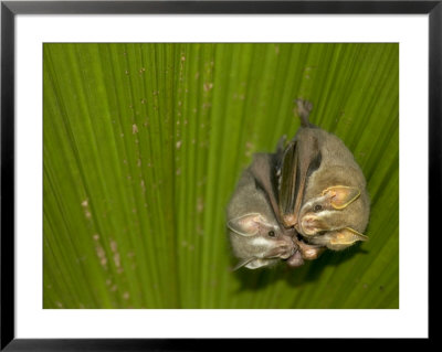 Two Tent-Making Bats Huddle Together Under Palm (Artebius Watsonii) by Roy Toft Pricing Limited Edition Print image
