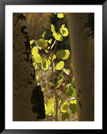Sunlight Shines On Aspen Tree Leaves by Charles Kogod Pricing Limited Edition Print image