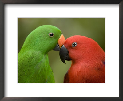 Closeup Of Male And Female Eclectus Parrots, Respectively by Tim Laman Pricing Limited Edition Print image