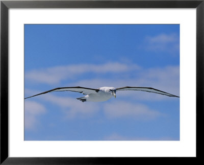 A Shy Albatross In Flight In A Clear Blue Sky, This Species Is Considered Vulnerable by Jason Edwards Pricing Limited Edition Print image