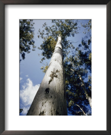 A Thick Karri Tree Is Seen Reaching For The Sky by W. Robert Moore Pricing Limited Edition Print image